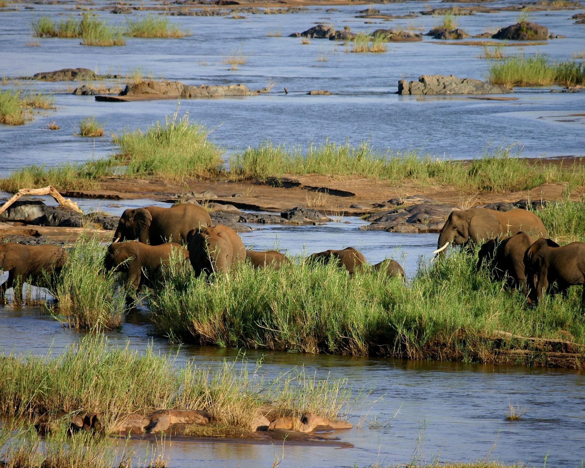 Outdoors — elephants grazing