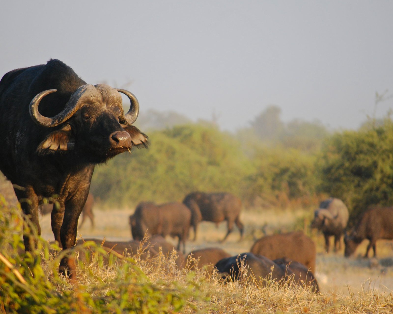Outdoors — buffalo herd
